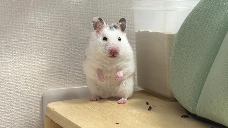 みお