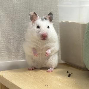 みお