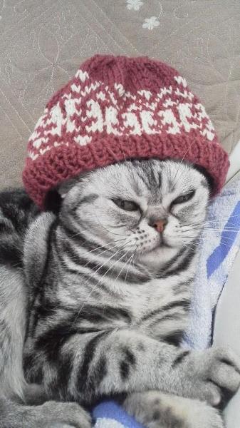 【棒針編みのニット帽】
ユザワヤで買ったworld festaの太めの糸を使って、ニット帽を編みました。編み込みの部分は、初めての挑戦でしたが、テキストを見ながら、ゆっくり編みました。また、完成後は、飼い猫ゆきにかぶせてみました。私もかぶってみましたが、サイズもぴったりでした。(^-^)