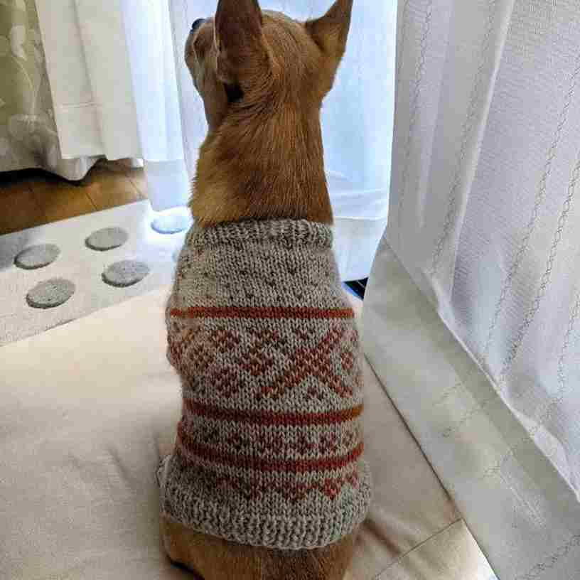 愛犬のセーター